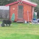 Ford Super Duty Helps Momma Bear Save Baby Bear